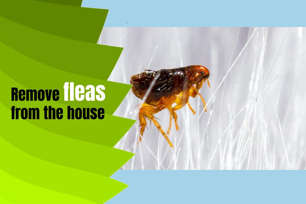 Remove fleas from the house