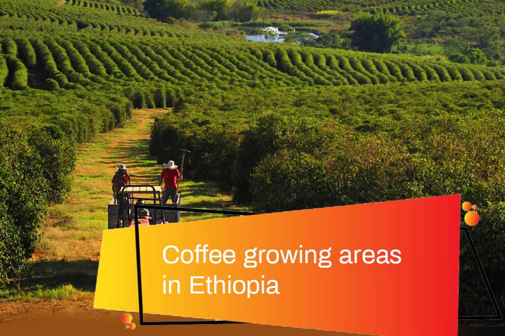 Coffee growing areas in Ethiopia: