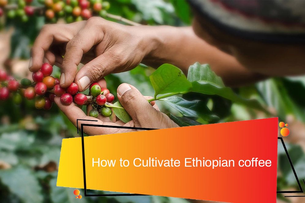 How to CultivateEthiopian coffee
