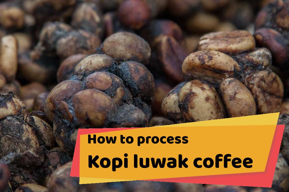 How to process Kopi luwak coffee