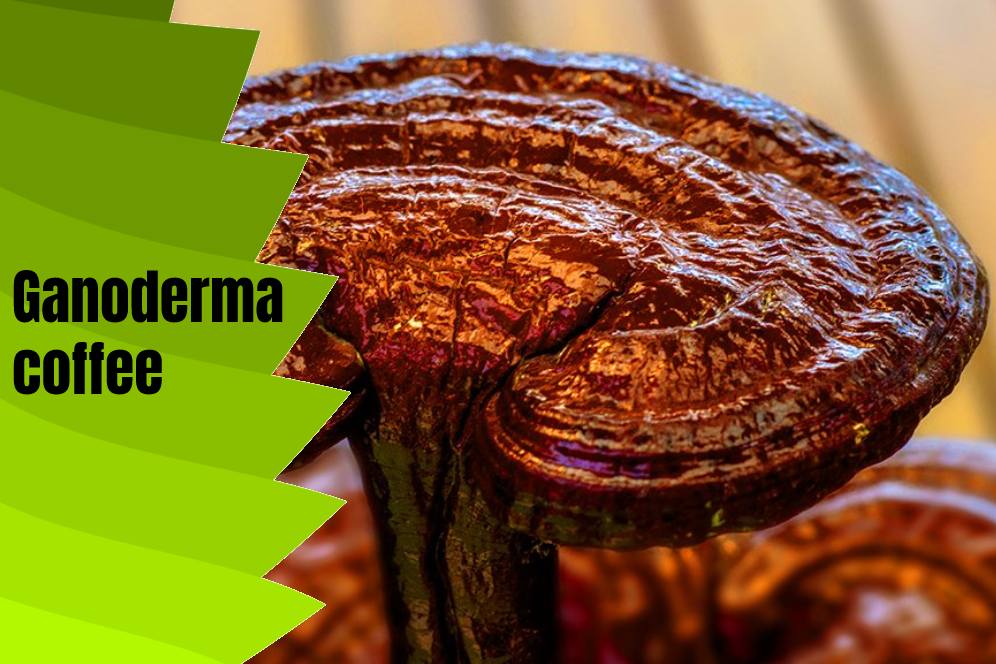 Scientific Knowledge Of Ganoderma Mushroom Coffee Pros And Cons