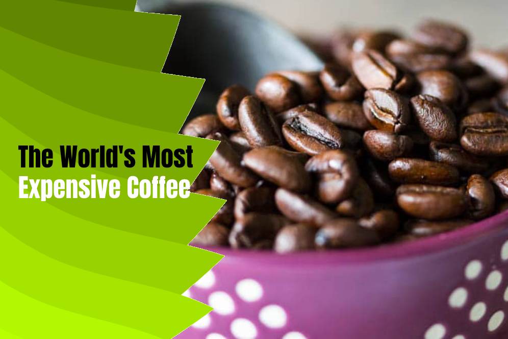The World's Most Expensive Coffee