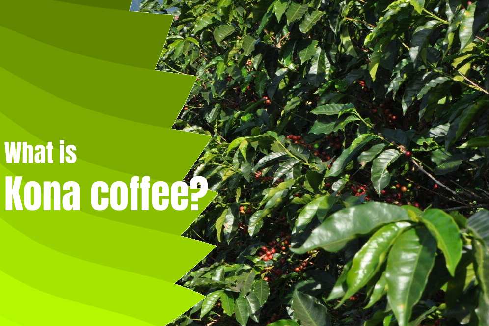 What is Kona coffee?