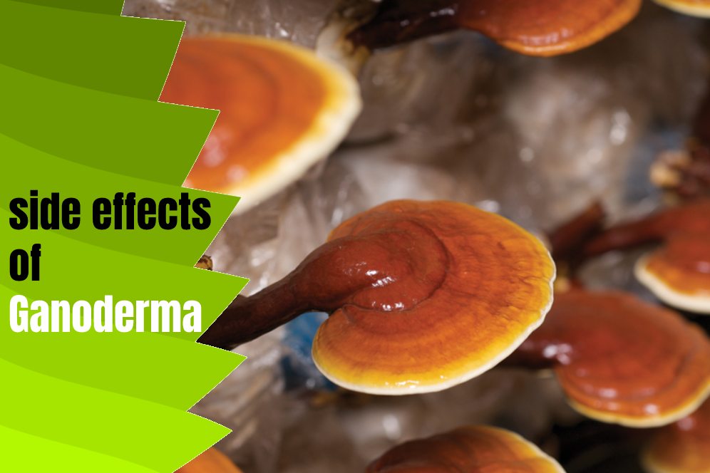 side effects of Ganoderma