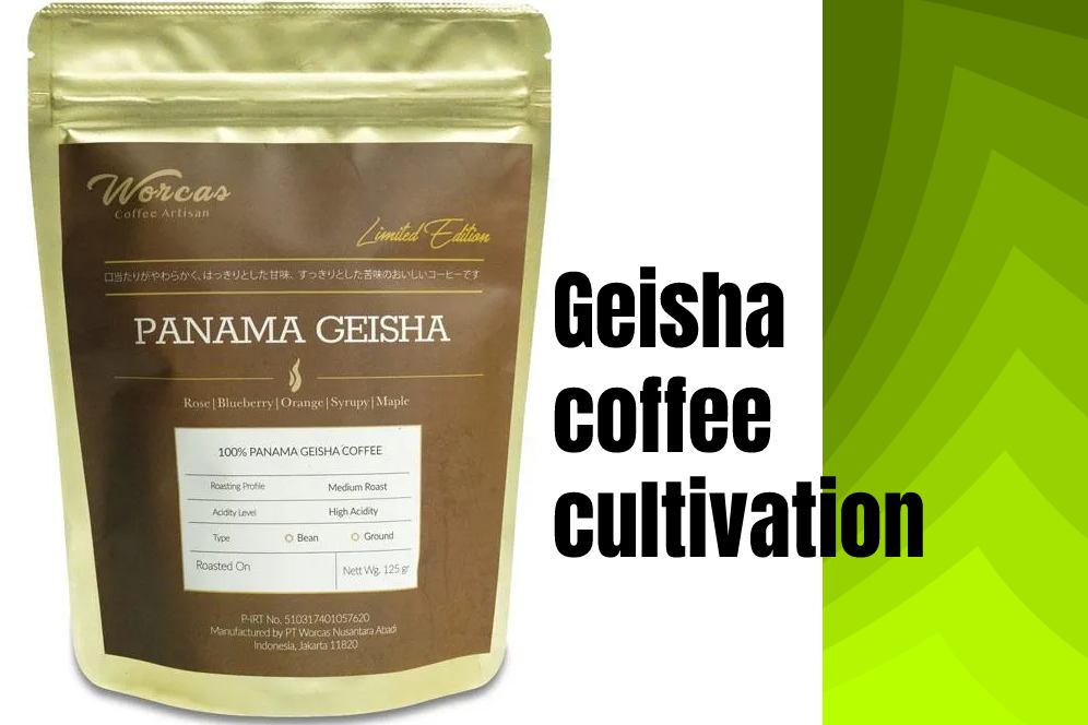 Geisha coffee cultivation