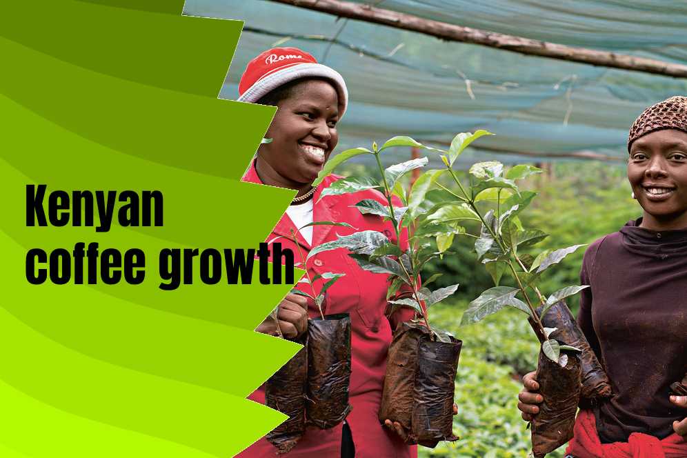 Kenya Coffee Beans (Buying Guide, Brewing Tips & Taste) typescoffee