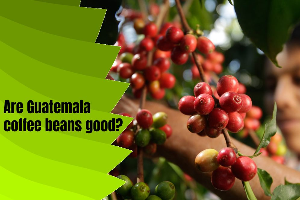 Guatemala Coffee Bean Buying Guide Caffeine Content