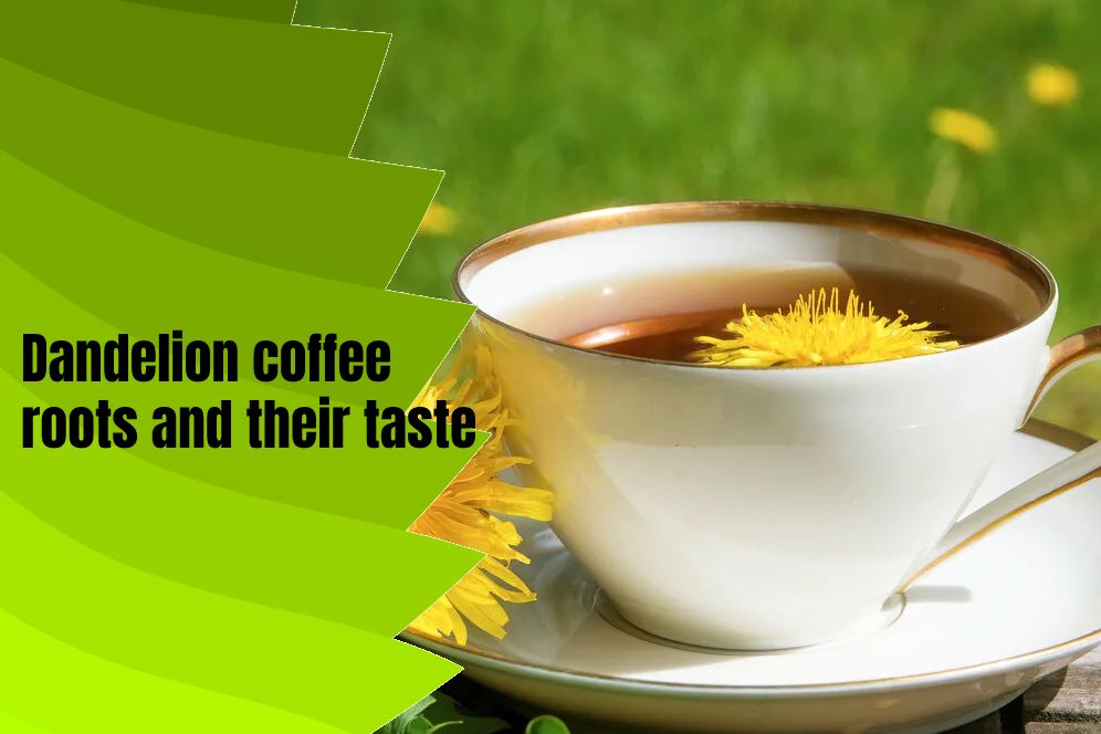 Dandelion coffee roots and their taste