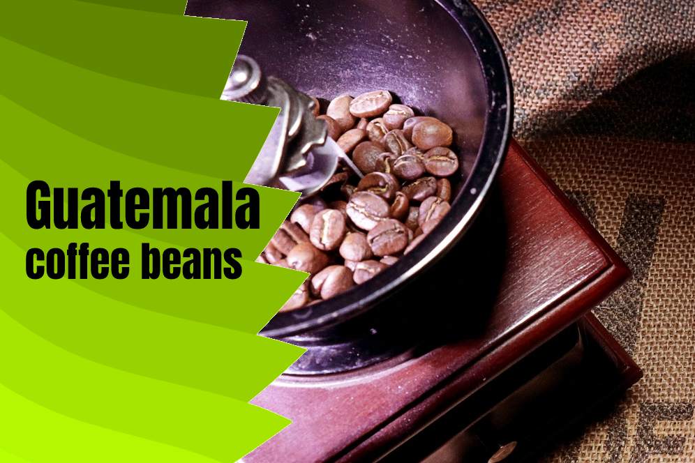 Guatemala Coffee Bean Buying Guide Caffeine Content
