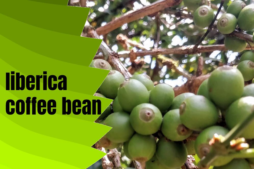 liberica coffee bean