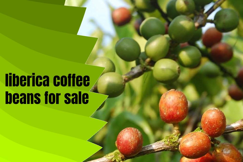 liberica coffee beans for sale