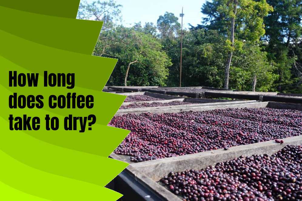 How long does coffee take to dry? 