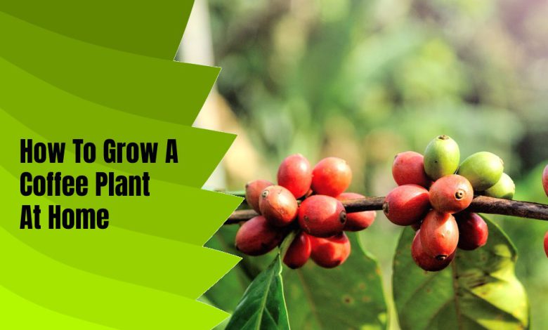 How To Grow A Coffee Plant At Home