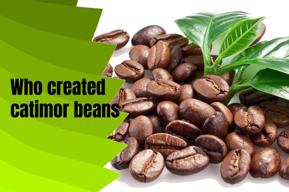 Who created catimor beans