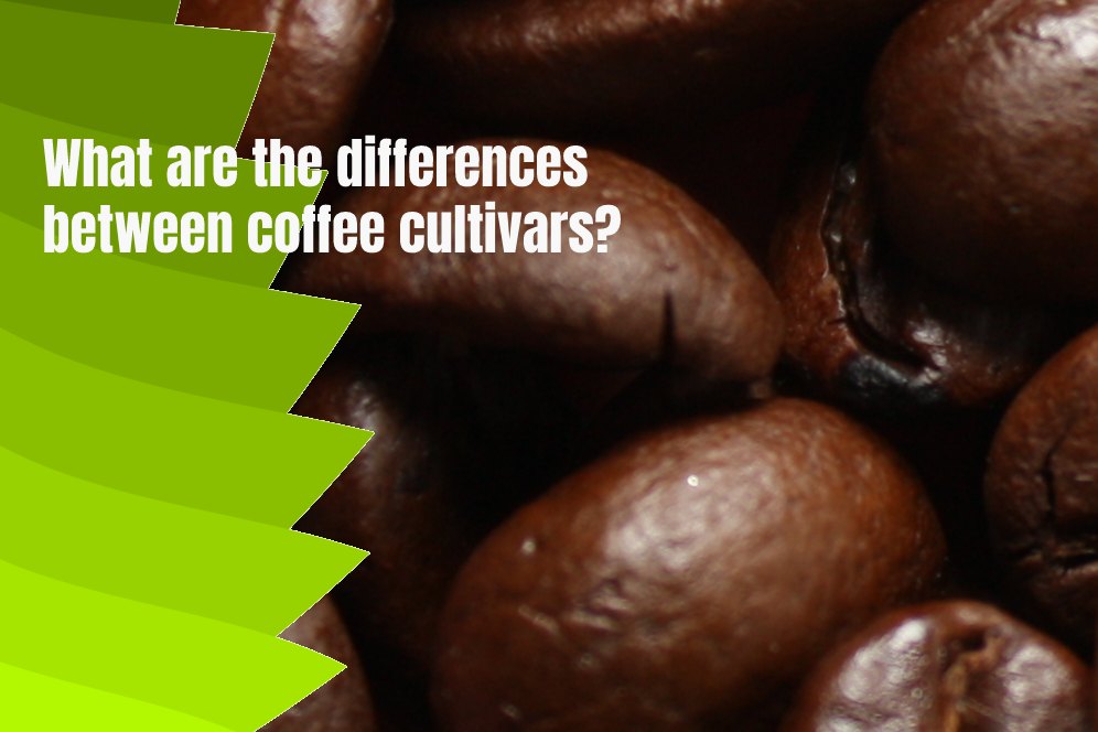 What are the differences between coffee cultivars?