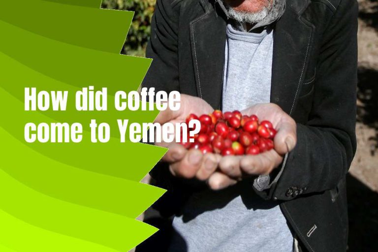 History Of Coffee In Yemen, Taste, Origin, Brewing Method typescoffee