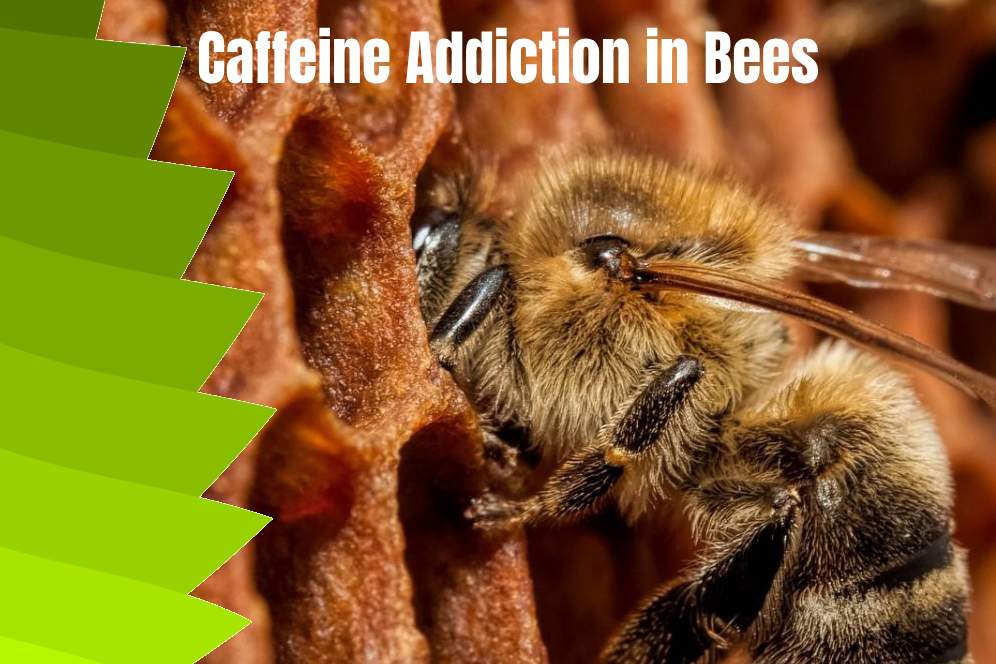 Caffeine Addiction in Bees
