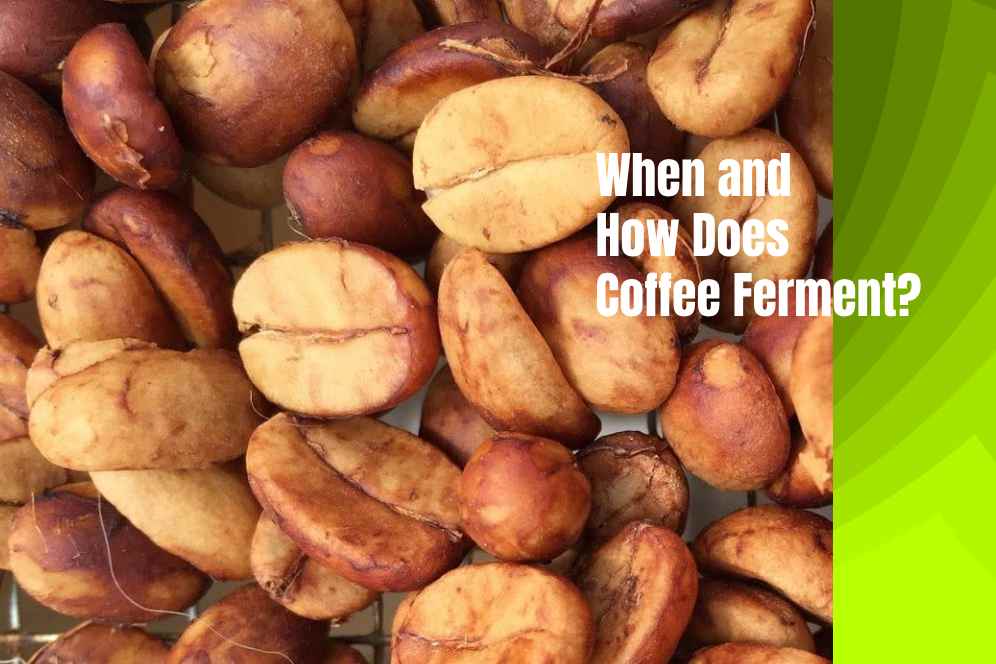 Can coffee become fermented? 
