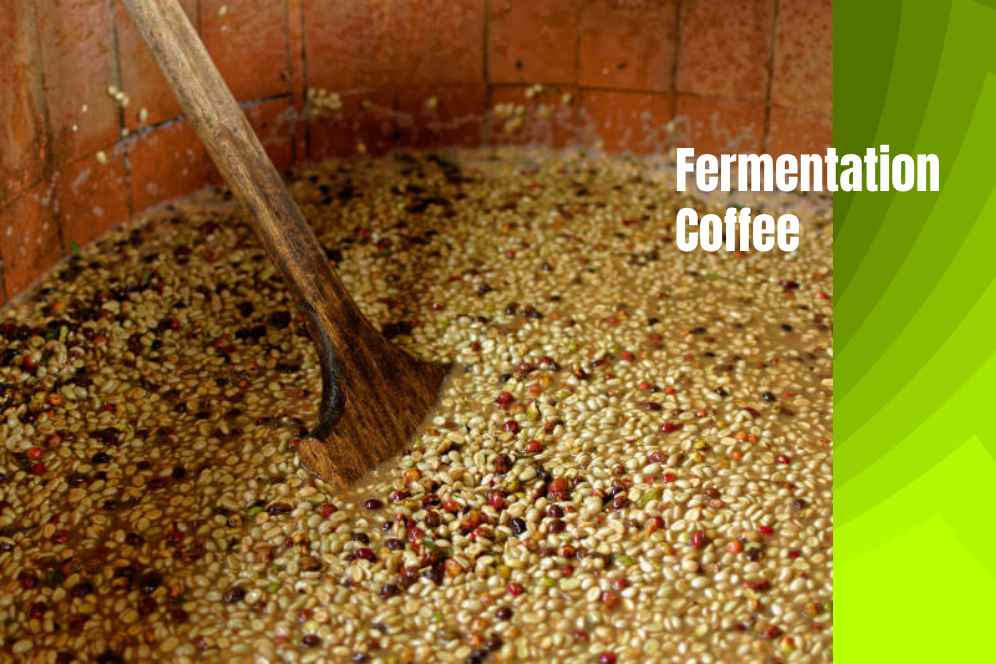 How does fermentation work in coffee? 