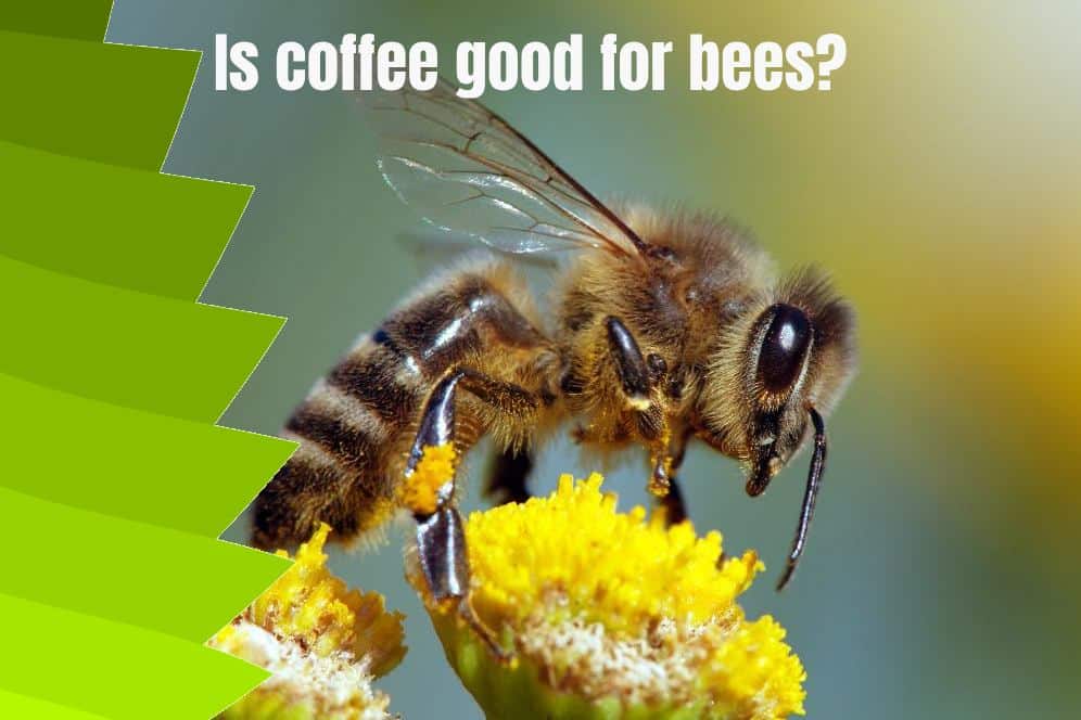 Is coffee good for bees? 