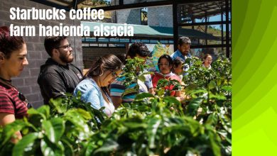 Starbucks coffee farm hacienda alsacia
