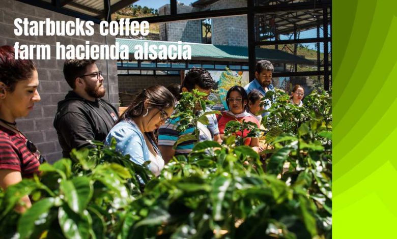 Starbucks coffee farm hacienda alsacia