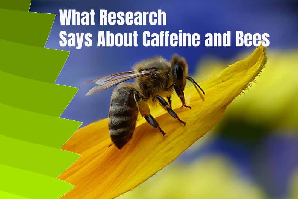 Bees are just as addicted to caffeine as you are 