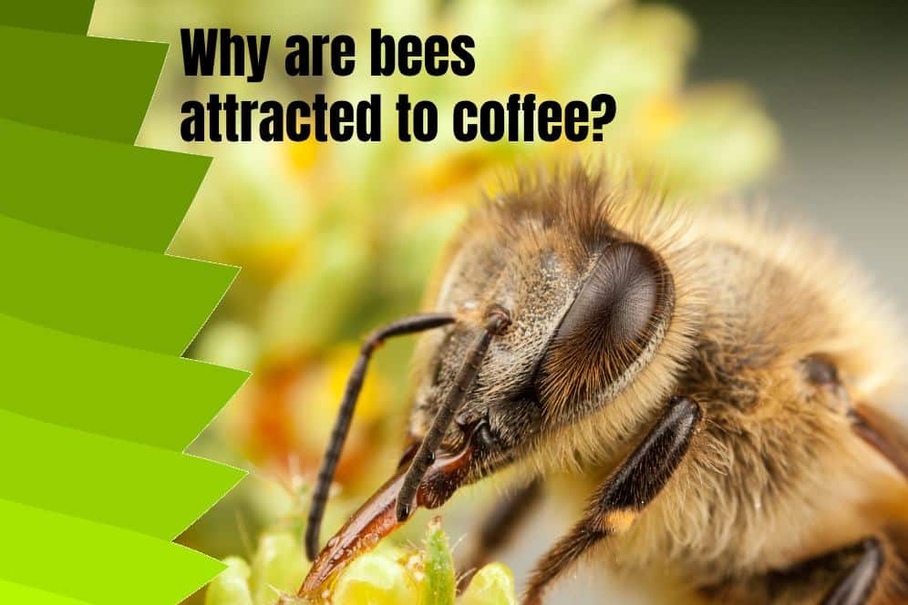 Why are bees attracted to coffee? 