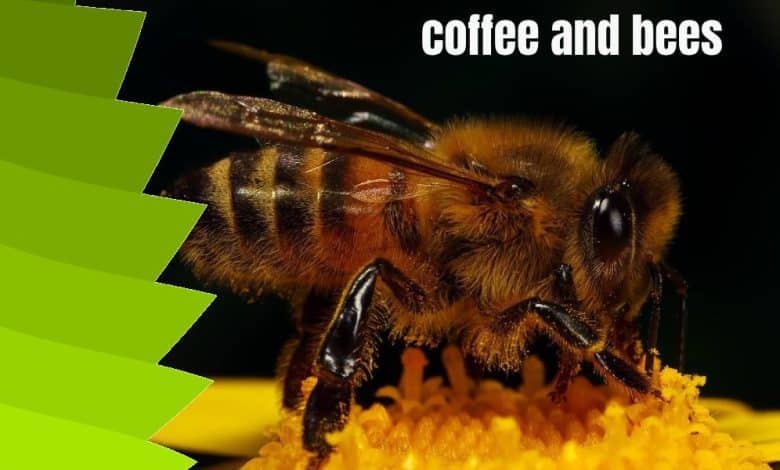 coffee and bees