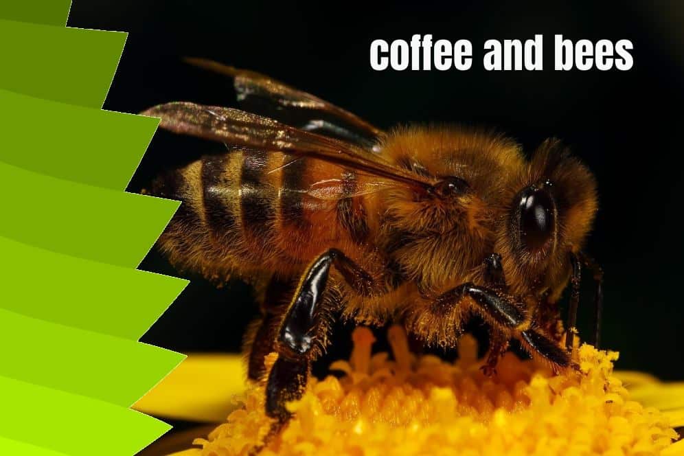 Bees Love Coffee (Scientific Research)