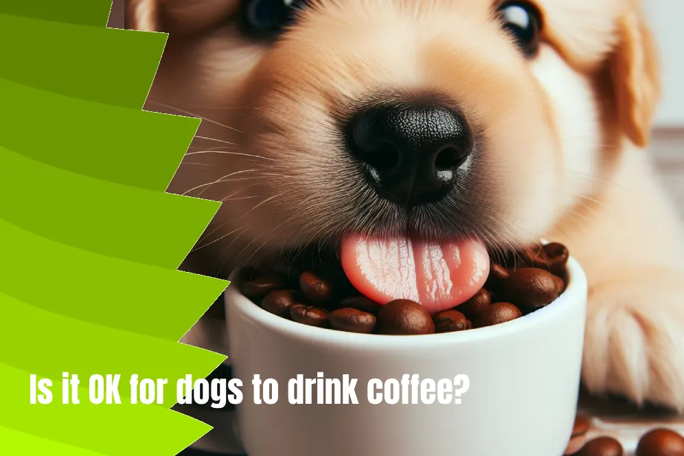 Is it OK for dogs to drink coffee? 