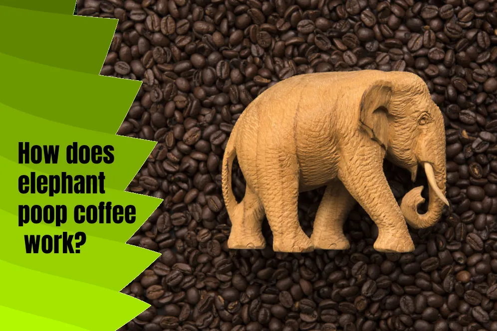 How does elephant poop coffee work?